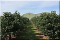 Orchard at Monks Farm