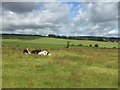 Cattle near Kelty