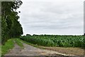 Denham Street: Maize crop and track to the left of it