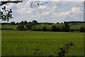 Barley field sloping down to the A12, south of Yoxford