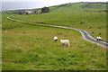 Farm access road to Winterscale Bank Farm