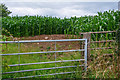 Portskewett : Crop Field