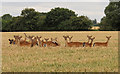 Deer in wheat field, Noak Hill