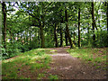 Path through Starling Wood