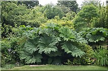 TL4557 : Cambridge University Botanic Garden : Gunnera manicata by Jim Osley