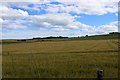 Barley Field By Ythsie