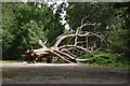 TQ2686 : Fallen tree, Hampstead Heath by N Chadwick