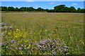 RSPB Winterbourne Downs