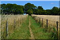 Path between fields north of Allington