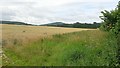 Field of barley, approaching harvest