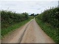 Hedge-lined minor road heading towards Cumwhinton