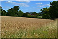 View across field toward Red Cottage