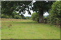 Rushy pasture north of Coed Gwern-brain