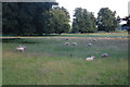 Field of sheep at Bodney Hall Farm