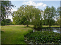 Willow tree near pond, Nuper