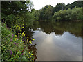 River Severn near Bewdley