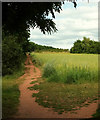 Barley field, Ludwell Valley Park