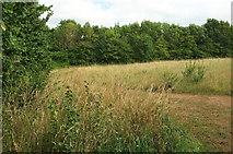 SX9591 : Field on Pyne's Hill by Derek Harper