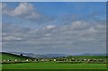 Cattle moving across the landscape near Fivewells Farm