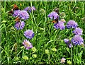 Butterflies feeding on field scabious near Flagg