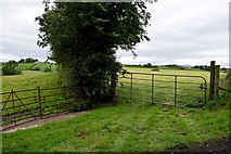 H5366 : Gates along Laragh Road by Kenneth  Allen
