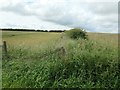 TA0669 : Field boundary on the west side of Thwing Lane by Christine Johnstone