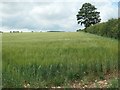 TA0371 : Barley field on Paddock Hill by Christine Johnstone