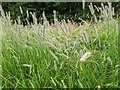 TF0820 : Timothy Grass flowers by Bob Harvey