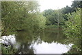 Pond in Sweyne Park, Rayleigh