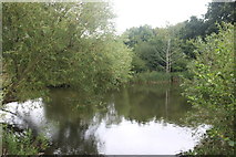TQ7991 : Pond in Sweyne Park, Rayleigh by David Howard