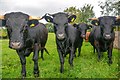 Winford : Cattle Grazing