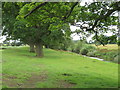 Trees along the riverbank