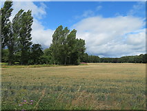 SE4086 : Crop field next to Cod Beck by Gordon Hatton