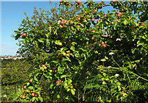 SX8863 : Apples, Cockington orchard by Derek Harper