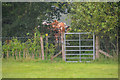 ST5458 : Ubley : Grassy Field by Lewis Clarke
