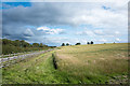 NZ1012 : Tall grass in field adjacent to farm access road by Trevor Littlewood