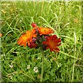 Fox and Cubs (Pilosella aurantiaca), Halloughton