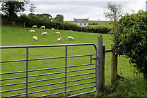H4277 : Sheep grazing, Mountjoy Forest West Division by Kenneth  Allen