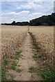TL4426 : Ripening Grain and Footpath 19 by Glyn Baker