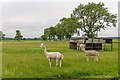 NH8350 : Alpaca at Milton of Kilravock Farm by valenta