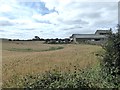 Field of wheat at Riding Barns Farm