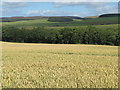 NT5768 : Wheat near Carfrae by M J Richardson