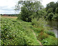 North Worcestershire Path along the River Severn