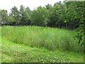 Reed bed no.1 at the (former) Acomb colliery (2)