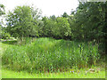 Reed bed no.2 at the (former) Acomb colliery (2)