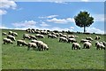 Heveningham: Field with good grass presently used for sheep grazing