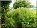 The Old Lane covered by thistles, Langsett