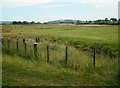 Wet grassland