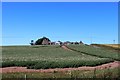 Nether Clochforbie Potato Field