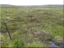 NN6568 : Old fence posts on Meall Breac hillside by Chris Wimbush